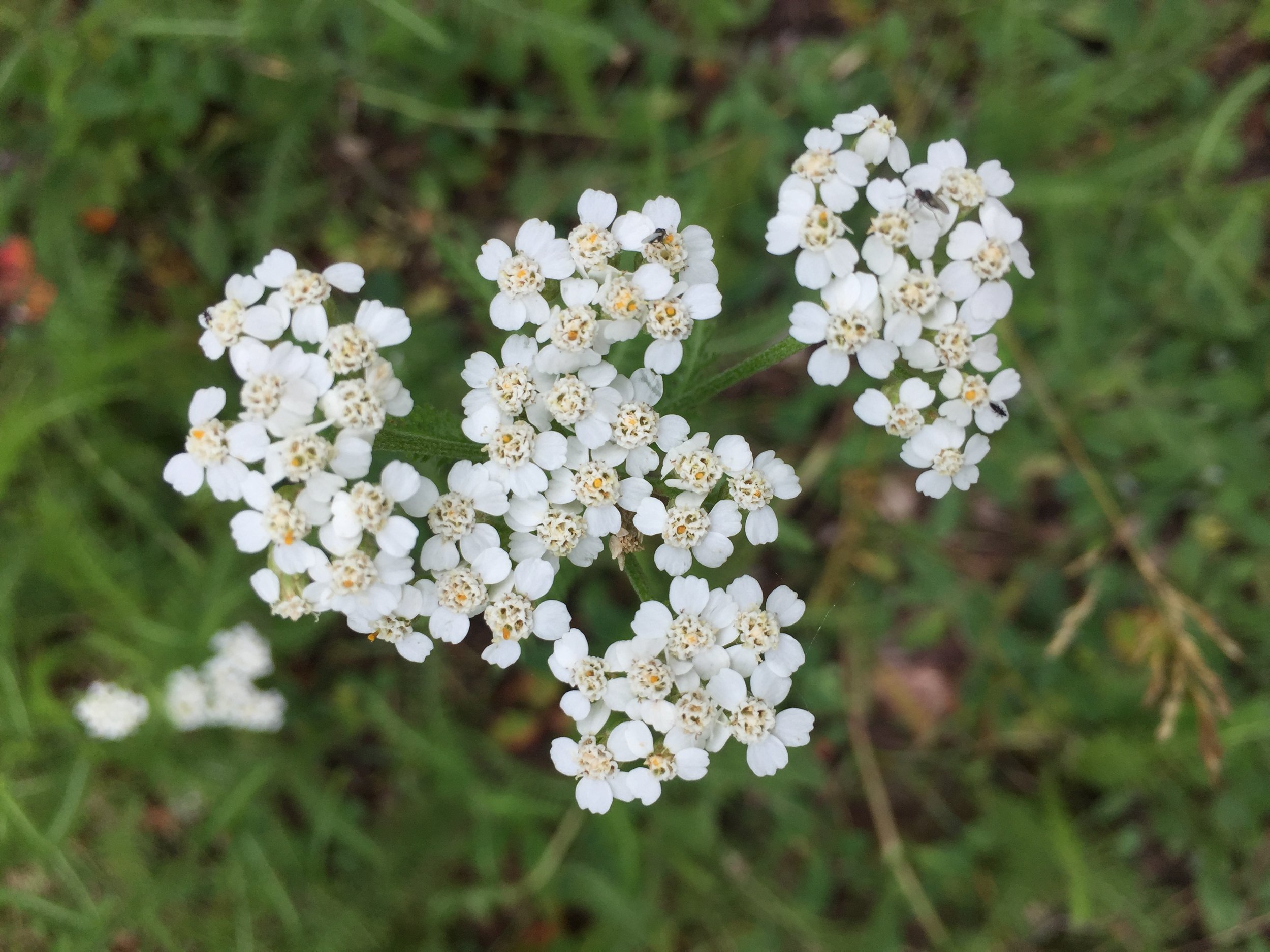 Seed Sound Herbal Apothecary Website