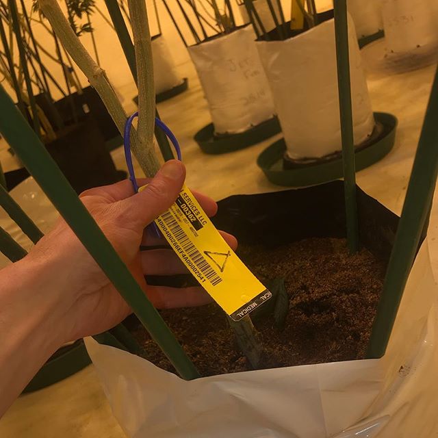 Sacred Seed Medical Dispensary Website