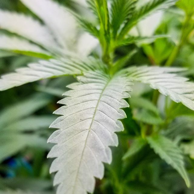 Cannabis Nation Seaside Website