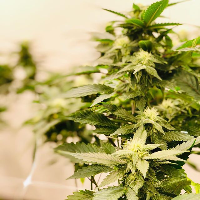 Cultivate Recreational Website