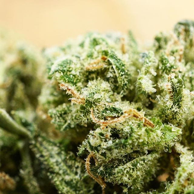 Diego Pellicer - Denver Website