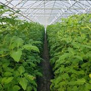 Advancing Alternatives Website