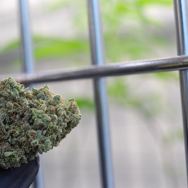 Treestar Botanicals Website