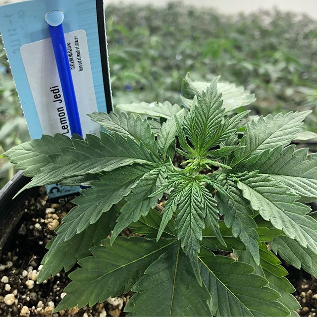 1:11 Dispensary Website