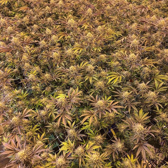 Spark1 - Missoula Website