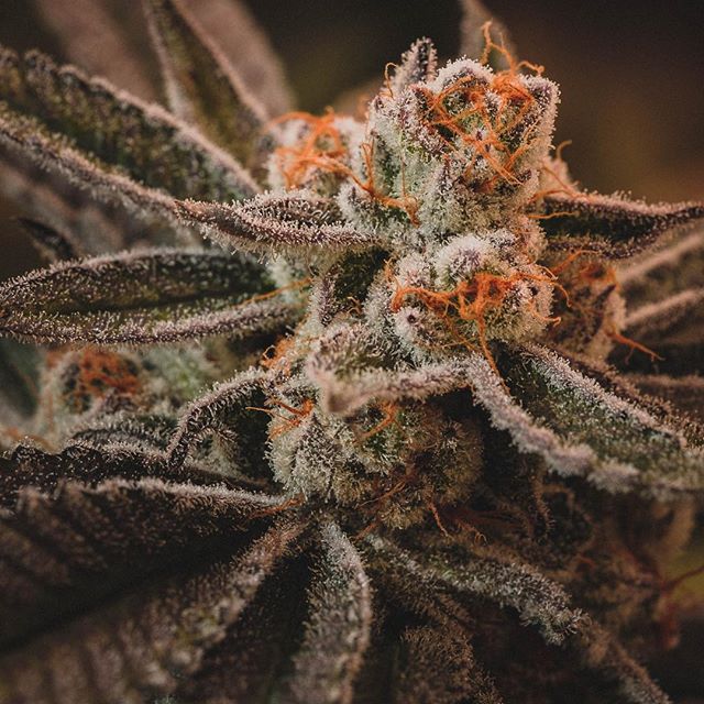 Cultivate Recreational Website