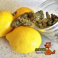 A Friend Indeed Website