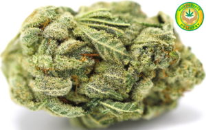 The THC collective Website