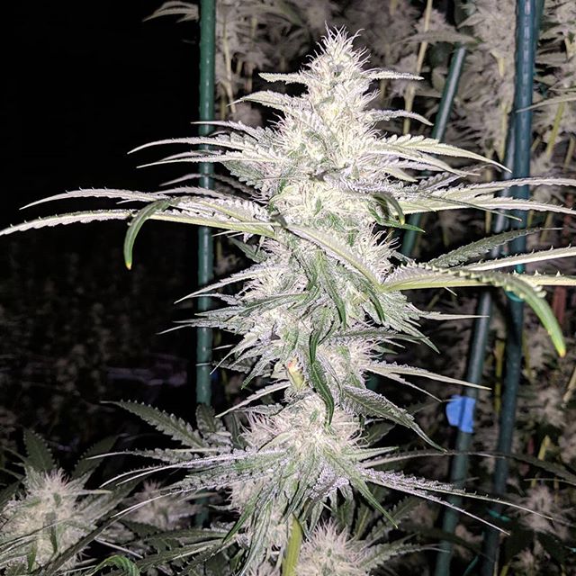 CannaBotica - Recreational Website