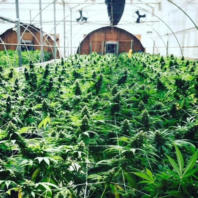 Encanto Dispensary Website