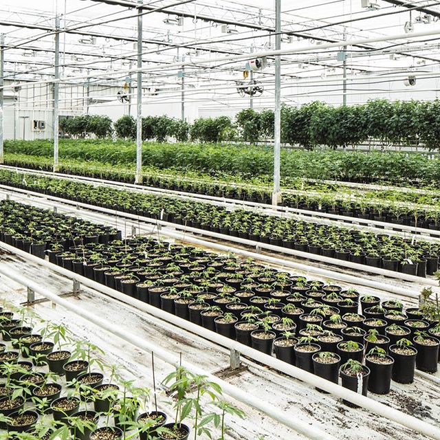 Sunday Goods Delivery - Phoenix Website