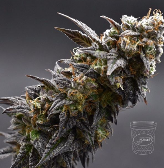 Paul's Boutique Nursery Cannabis Company Details Infuzes