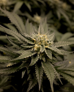 Ace's Place - Recreational Website