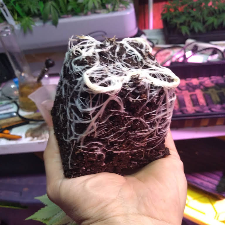 Hydroponic Consultancy Website