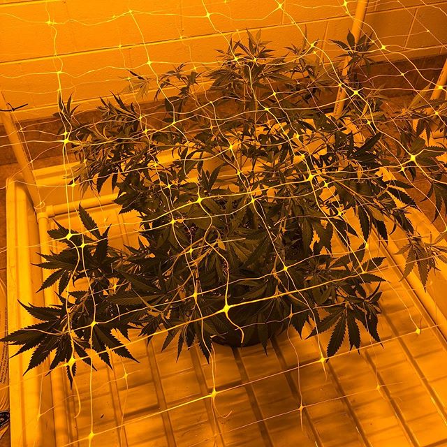 Chronic Therapy - Cortez Website