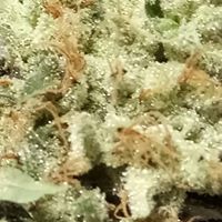 Majestic Gardens Website