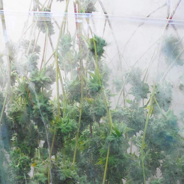 Casper’s Cannabis Club Website