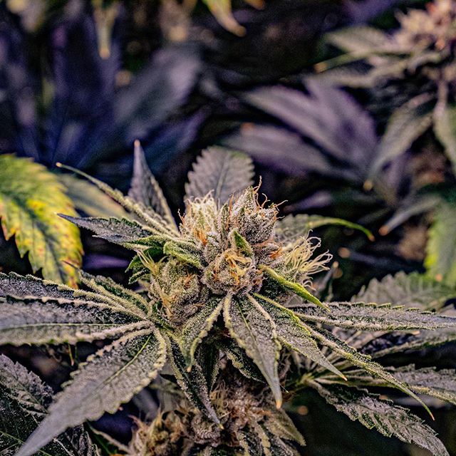 Three Rivers Dispensary Pueblo West Website