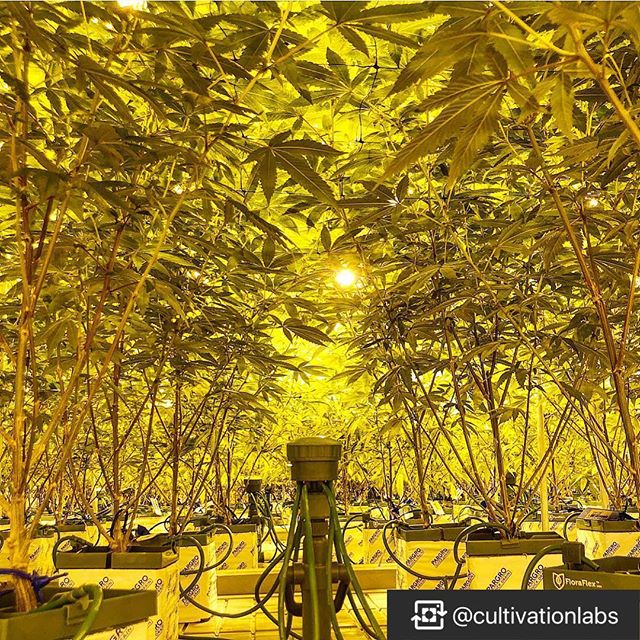 CANOPI - Downtown Website