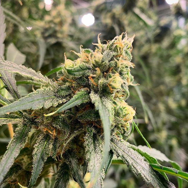 Stellar Cannabis Co. Website