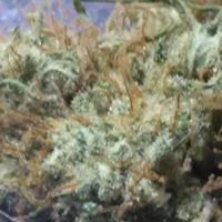 Majestic Gardens Website