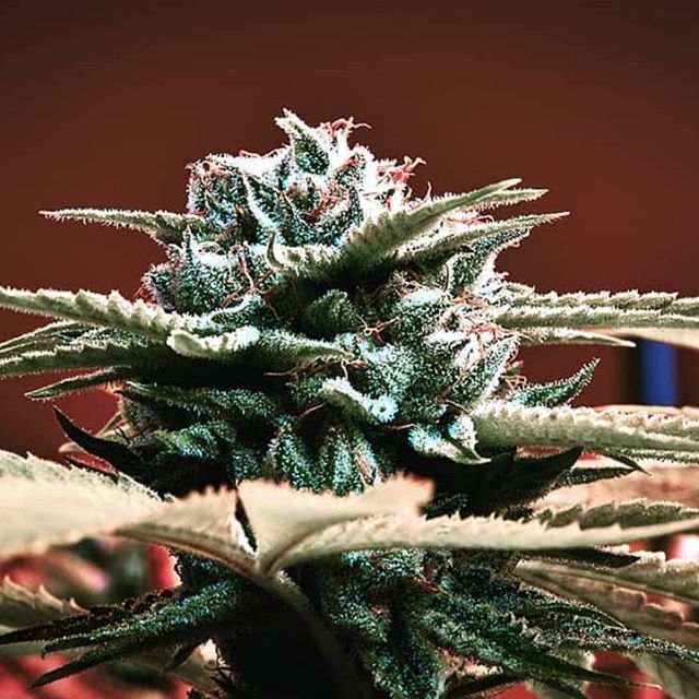 Reef Dispensaries - Queen Creek, AZ Website