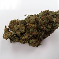 Tree House Collective Website