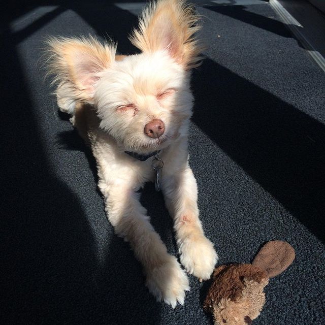 MediGreen Collectives Website