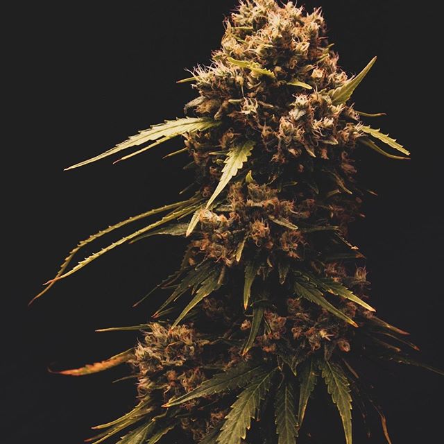 Lucy Sky Cannabis Boutique - Washington Park Website