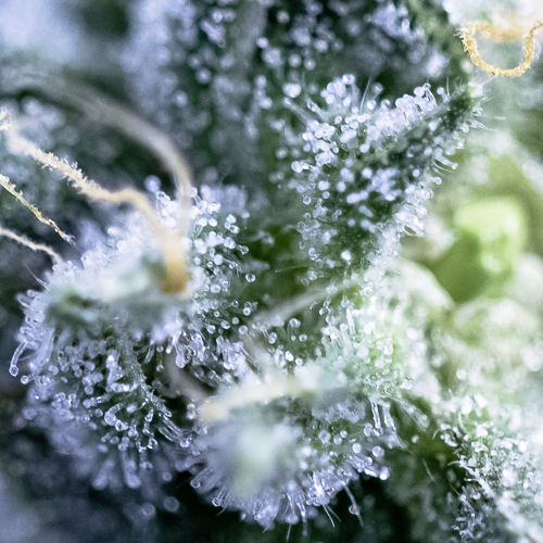 Mary Jane's Collective Website