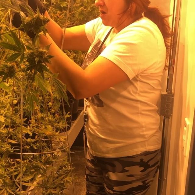 Purple Lotus Patient Center Website