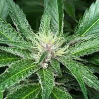 Ultra Health Albuquerque - Nob Hill Birdland Website