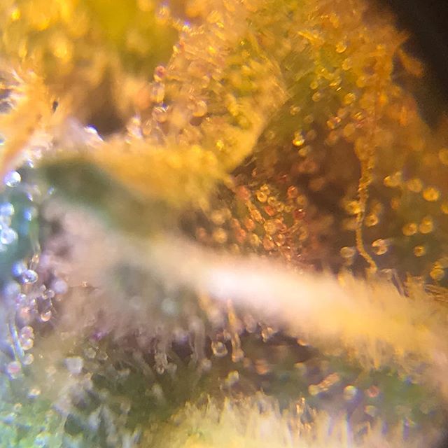 Sacred Seed Medical Dispensary Website