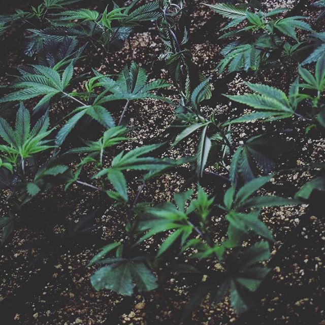 Grass Monkey Cannabis Company Website