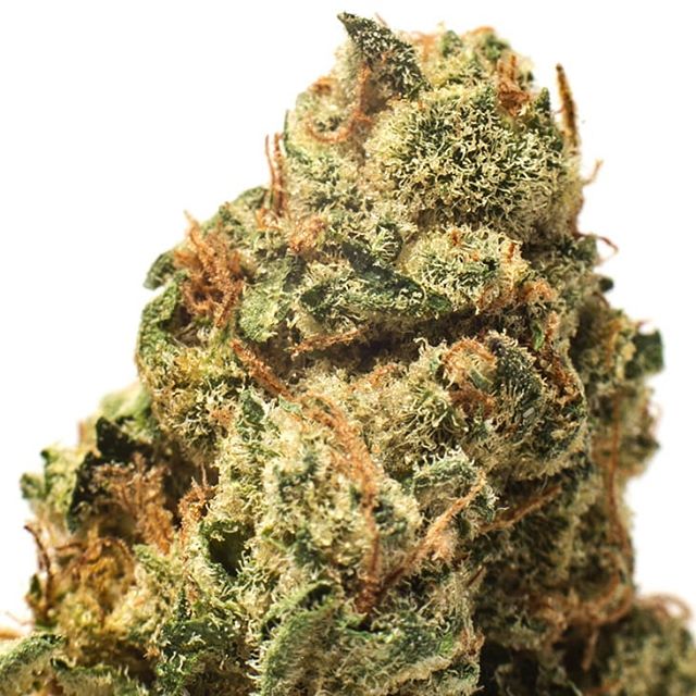 Metropolitan Wellness Center Website