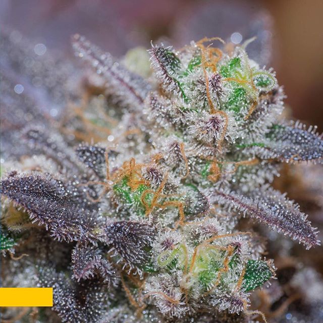 Apothca - Arlington Website