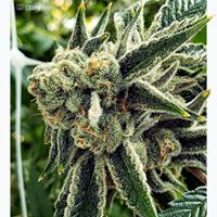 Ultra Health Albuquerque - Nob Hill Birdland Website