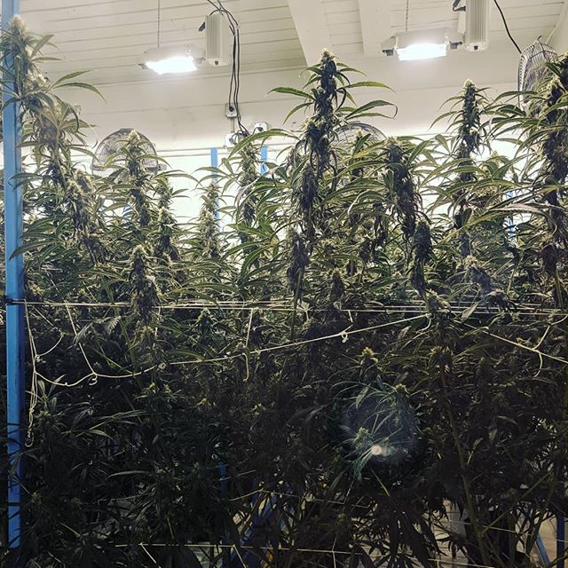 Stellar Cannabis Co. Website