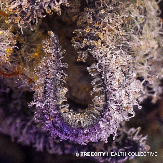 Treecity Health Collective Website