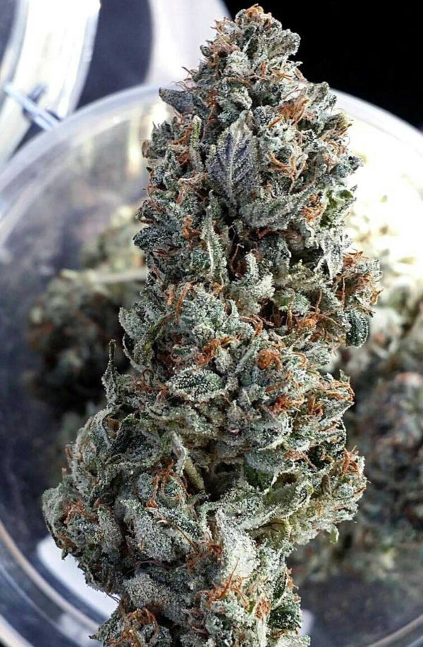 Universal Herbs Jason St Website