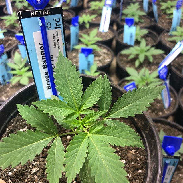 1:11 Dispensary Website