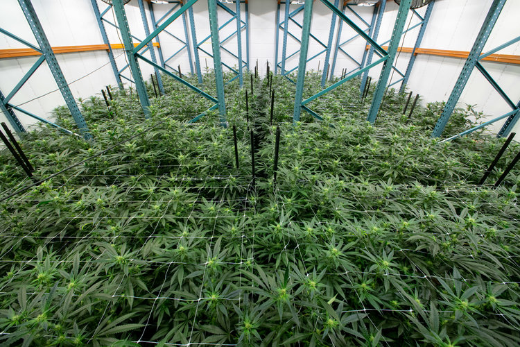 Pearl Pharma, Inc. Website