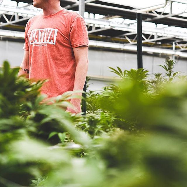 Strawberry Fields Colorado Springs Website