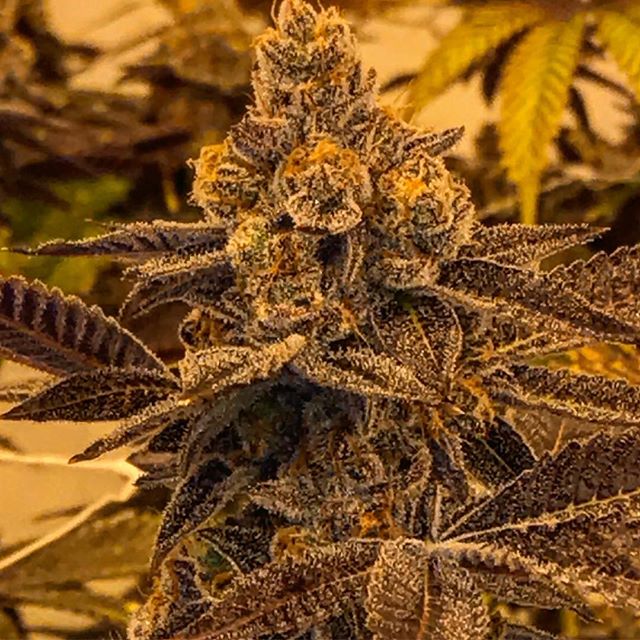 Spark1 - Missoula Website