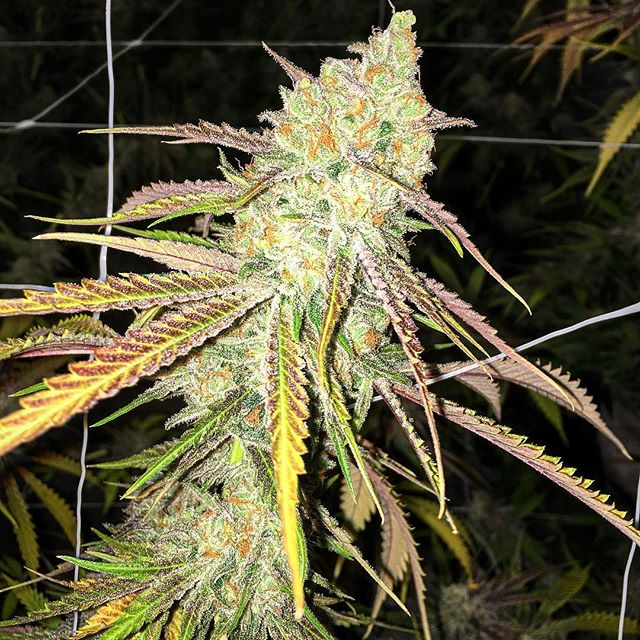 Spark1 - Missoula Website