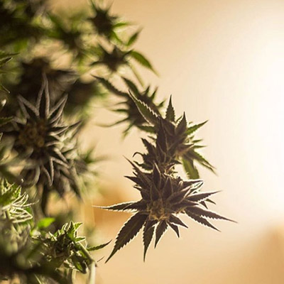 Level Up Powered by MedMen Website