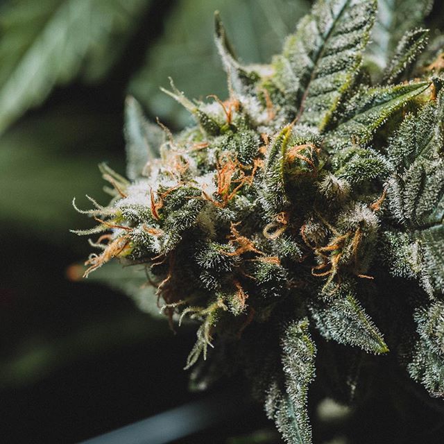 Cultivate Recreational Website