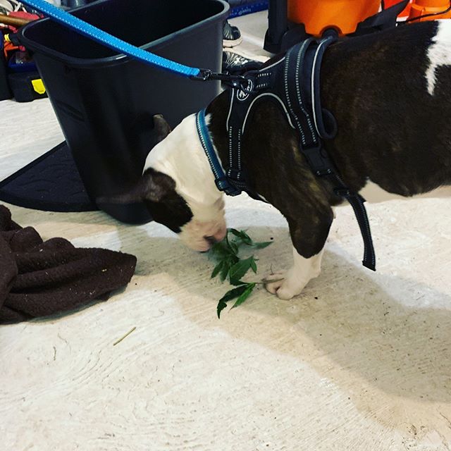 Better Buds of Maine Website