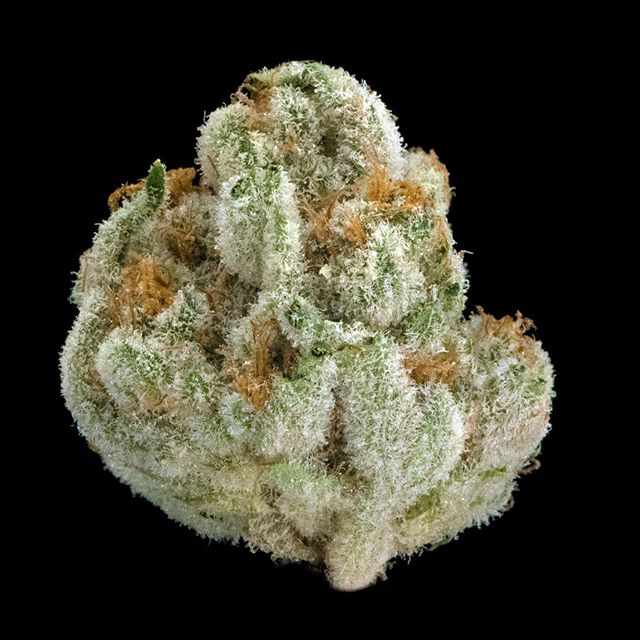 The Reef - Seattle Website