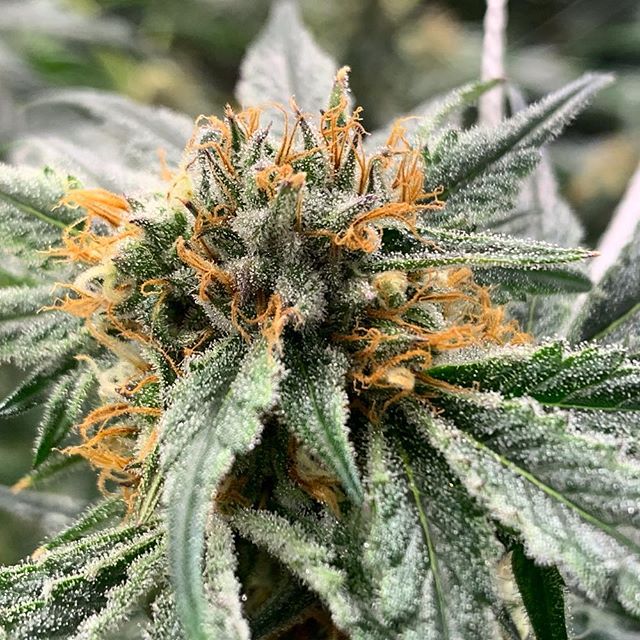 Stellar Cannabis Co. Website